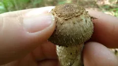 Mano che tiene un fungo marrone nel bosco, dettaglio del cappello e gambo.