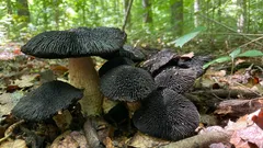 Funghi neri nel bosco tra le foglie, ambiente naturale di foresta italiana.