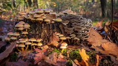 Funghi che crescono su ceppo d'albero in foresta