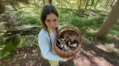 Nuovi ritmi nel bosco: la crescita dei funghi colpisce per la sua abbondanza. Dove andare a settembre?