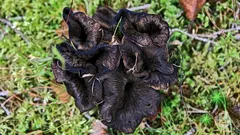 Trombetta dei morti fungo nero su prato verde