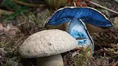 Funghi porcini con carne interna blu su muschio in un bosco