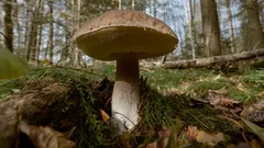 Porcino nel bosco tra muschio e foglie in autunno