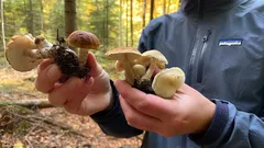 Persona raccoglie funghi nel bosco durante la ricerca di funghi spontanei.