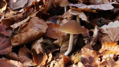 fungo che cresce su un cumulo di foglie marroni