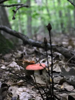fungo che cresce nel bosco su terreno umido e ricco di foglie